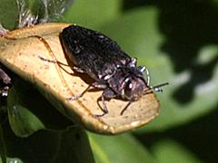 Metallic Wood Boring Beetle
